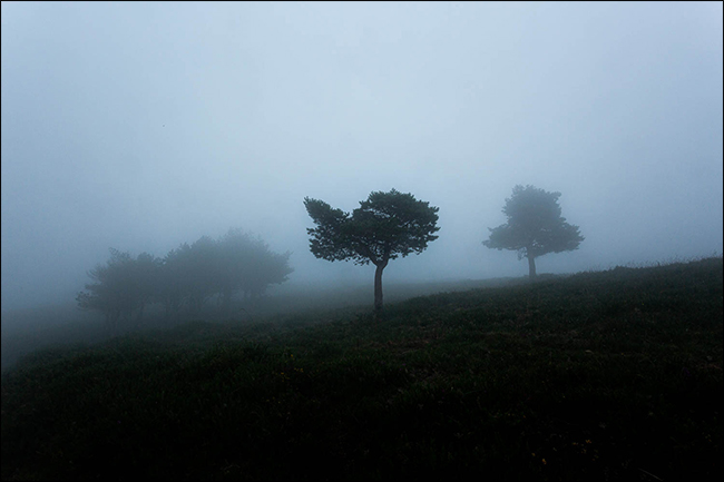 Una foto cambiante de árboles en la niebla.