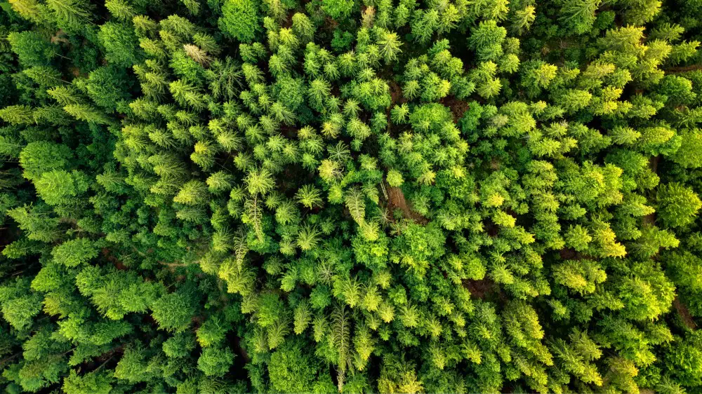 Vista aérea del bosque cálido de verano